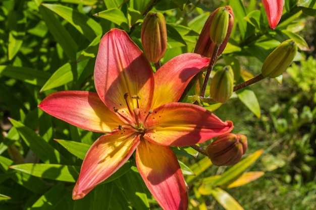 Blüten-Lilienblumen in einem Garten