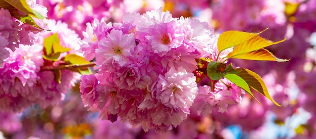 Blüten Sakura Frühling Banner Zweige der blühenden Sakura auf Himmelshintergrund Kirschblüten Bäume