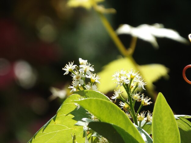 Blüten und Blätter der Pflanze