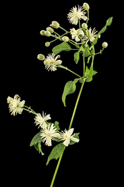 Blüten und Blätter von Clematis lat Clematis vitalba L isoliert auf schwarzem Hintergrund