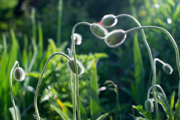 Blüten und Knospen von rotem Mohn