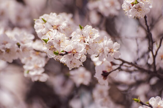 Blüten von Aprikosenbäumen