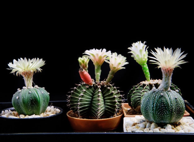 Blüten von astrophytum und gymnocalycium-kaktus blühen