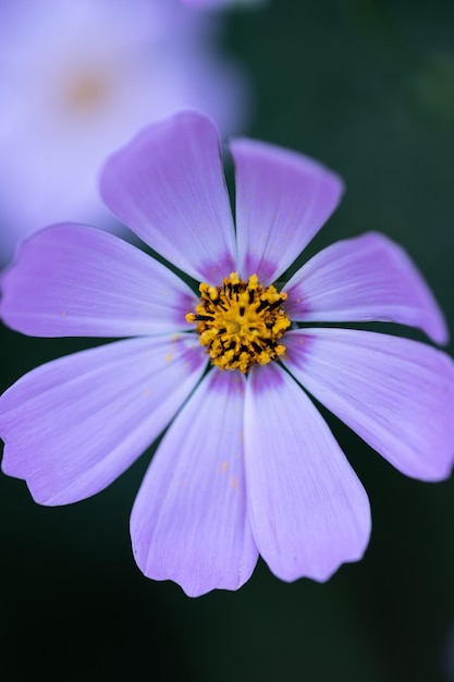 Blüten von cosmea macro Lila Blüten mit gelber Mitte sind nah