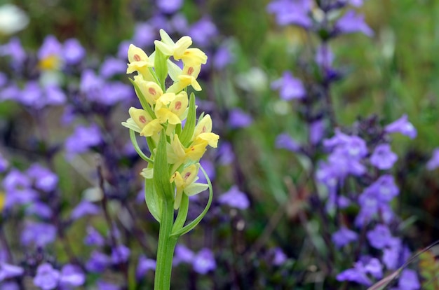 Blüten von Dactylorhiza sambucina, einer wilden Orchidee, die in Berggräsern wächst