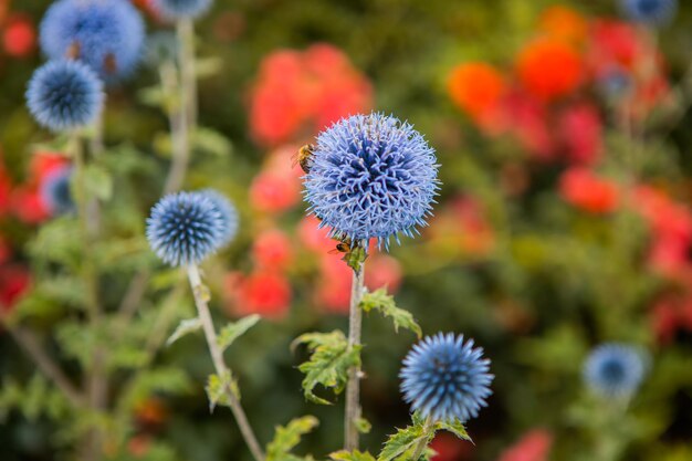 Foto blüten von echinops ritro, der südlichen kugeldistel, einer blühenden pflanzenart aus der familie der aste