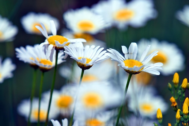 Blüten von Oxeye-Märchen Leucanthemum vulgare mit selektiver Blüte