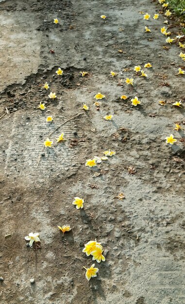 Blüten von Pflanzen, die auf den Boden fallen, aus der Nähe aufgenommen