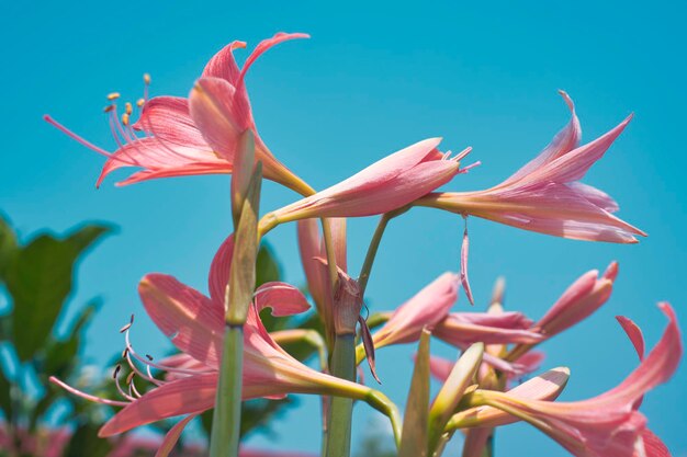 Blüten von pinkfarbenen Amaryllis-Belladonn-Zwiebeln mit Knospen gegen einen klaren blauen Himmel