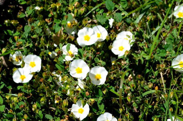 Blüten von Sageeblättern, Steinrosen, Cistus salviifolius