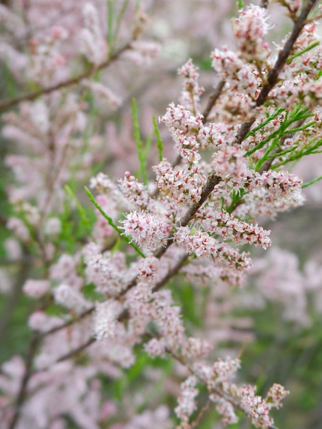 Blüten von vier Staubtamarisken, die draußen im Garten wachsen Verblasste rosafarbene Hintergrundkulisse