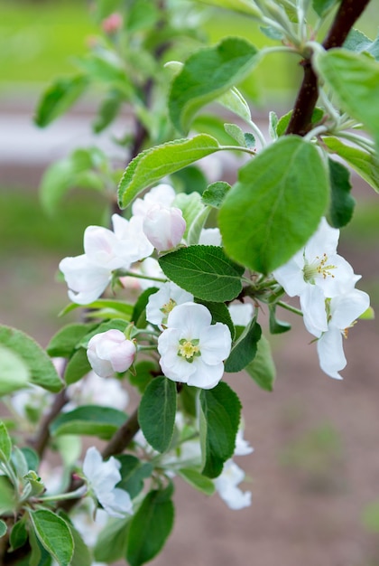 Blütenapfelbaum im Frühling