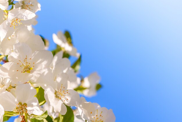 Blütenapfelbaum über blauem Himmel