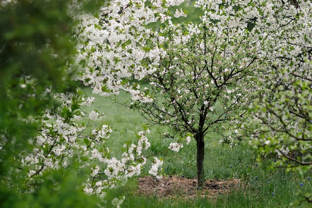 Blütenbaum im grünen Garten