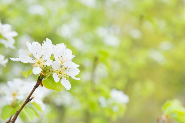 Blütenbirnbaum in weißen Blumen und grünem Hintergrund