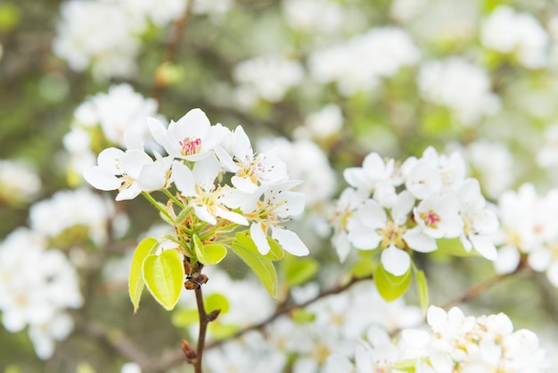 Blütenbirnenbaum in weißen Blumen und grünem Hintergrund