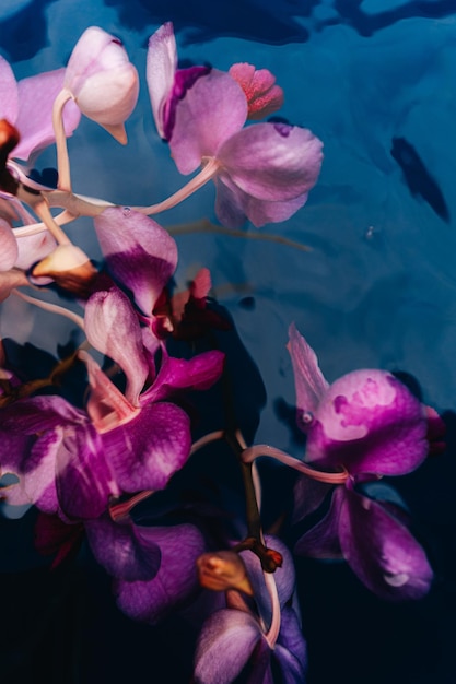 Blütenblätter aus rosa-lila frischen tropischen Blumen, die im Wasser schweben. Ästhetische feminine Details