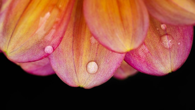 Foto blütenblätter einer dahlia