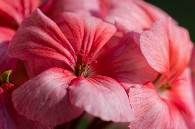 Blütenblätter Pelargonium zonale Willd. Makrofotografie von schönen rosafarbenen Blütenblättern, die beim Betrachten von Fotos ein angenehmes Gefühl verursachen. Weicher, selektiver Fokus der Blütenpflanze.