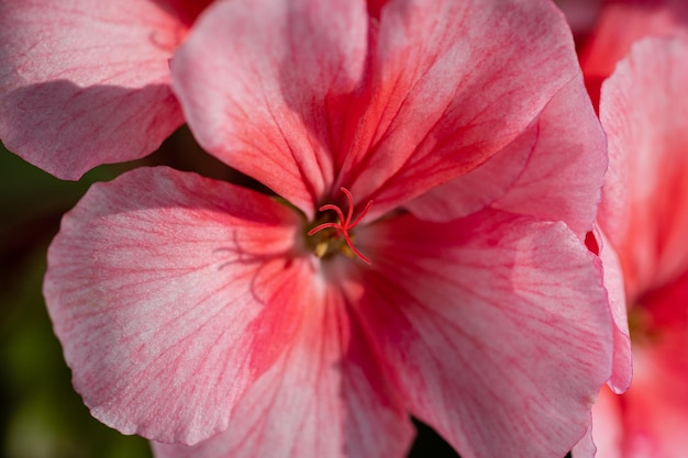 Blütenblätter Pelargonium zonale willd Makrofotografie von schönen rosafarbenen Blütenblättern