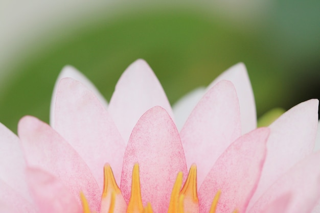 Foto blütenblatt rosa lotusblume.