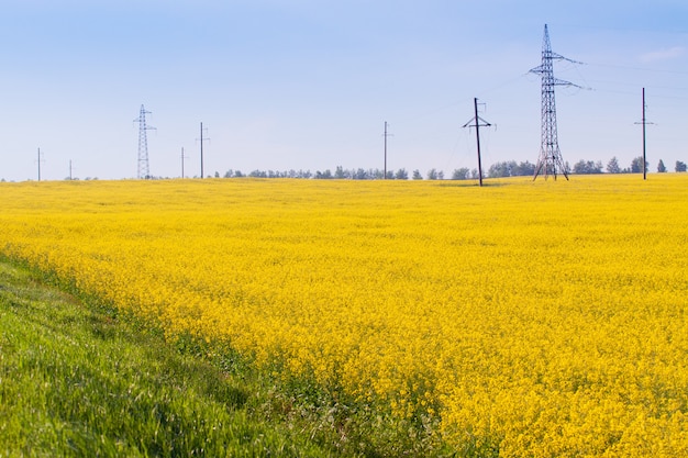 Blütenfeld mit gelben Blüten