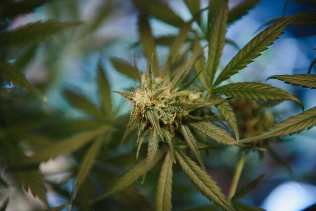 Blütenknospe von Cannabis Satival im Gewächshaus Marihuana Blütenknospe Hintergrund Kräutermedizin