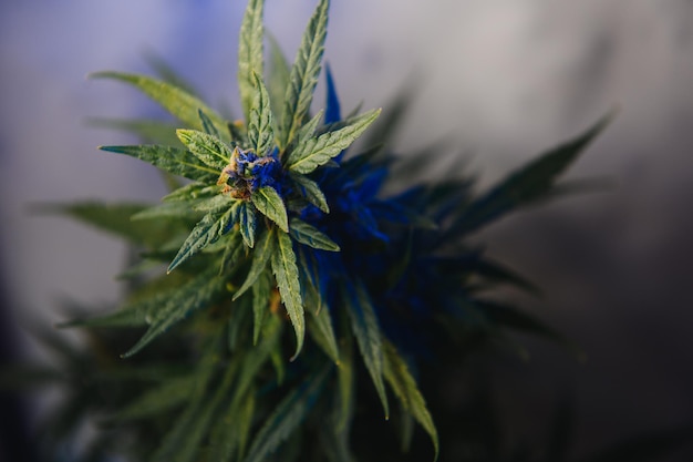 Blütenknospe von Cannabis Satival im Gewächshaus Marihuana Blütenknospe Hintergrund Kräutermedizin