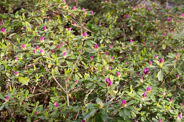 Blütenknospen von Rhododendron dilatatum, japanische Azaleen auf einem Busch im Garten