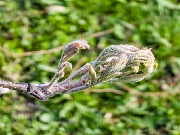 Blütenknospen von Rowan-Baum Sorbus aucuparia-Zweig mit jungen grünen Blättern und Blütenknöpfen