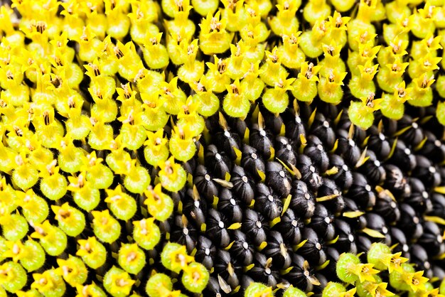 Blütenkrone aus Sonnenblumenkernen