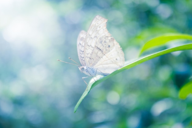 Blütennaturhintergrund mit Schmetterling