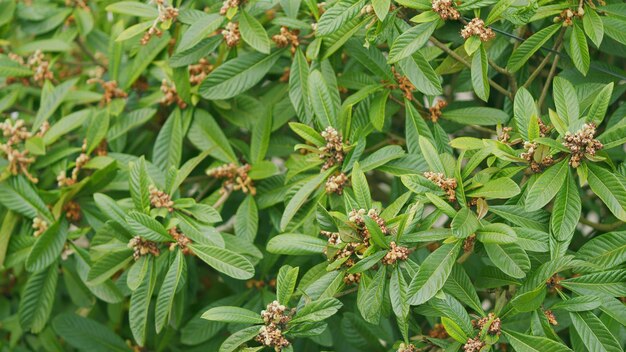 Foto blütenpflanze der familie der fagaceae kastanienblüten in echtzeit