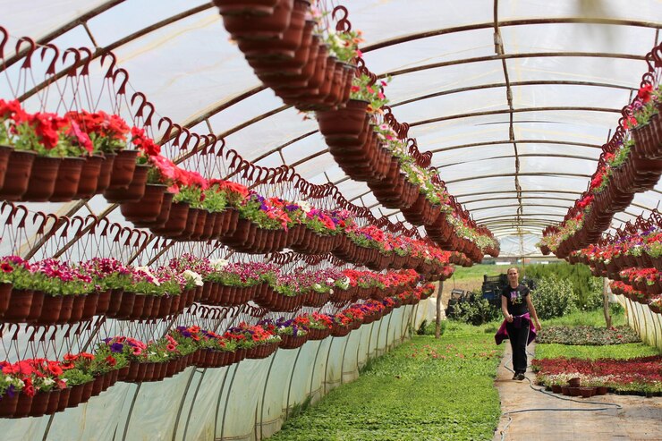 Foto blütenpflanze im gewächshaus