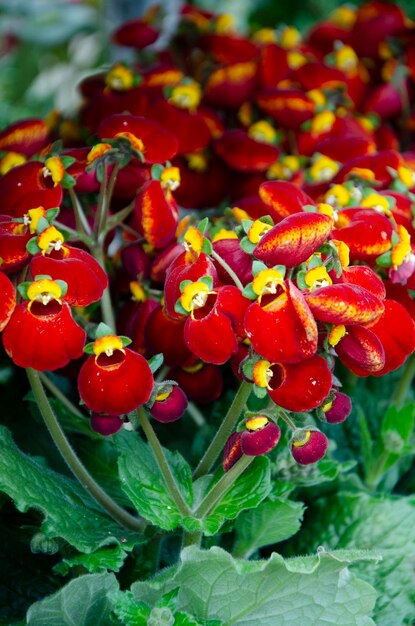 Foto blütenpflanzen gartenblumen calceolaria blüte blüte rote orange calceoleria