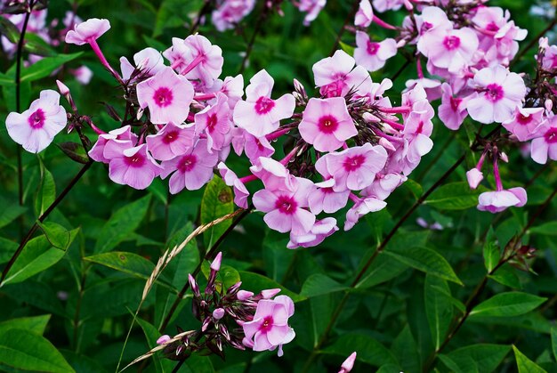 Foto blütenstände blumen rosa phloxen aus nächster nähe