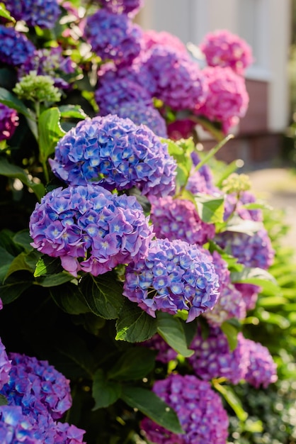 Blütenstände einer violettblauen Buschhortensie