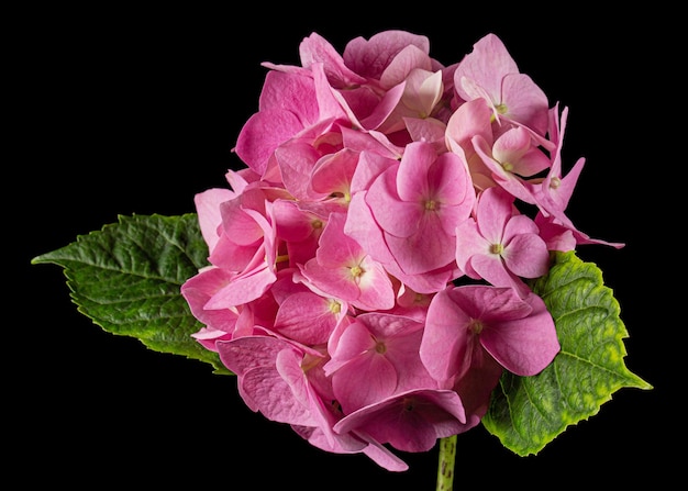 Blütenstand der rosa Hortensienblüten isoliert auf schwarzem Hintergrund