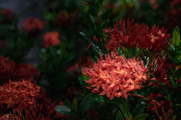 Blütenstand kleine leuchtend rote Blüten