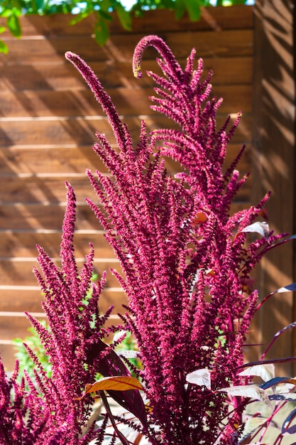 Foto blütenstand nahaufnahme des roten amaranth (amaranthus cruentus) am sonnigen tag