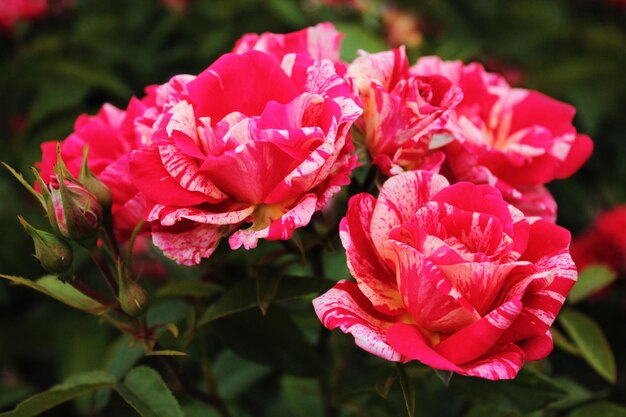 Blütenstand von bunten roten Rosen