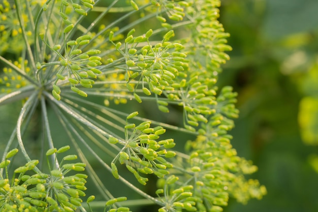 Blütenstand von Dill