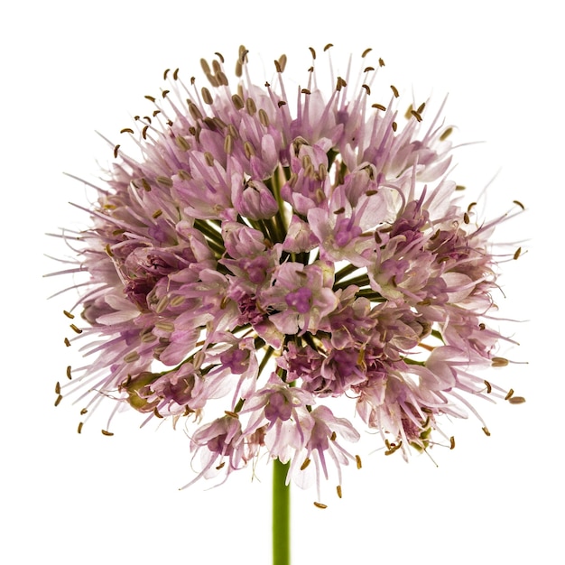 Blütenstand von Zierlauchblumen der dekorativen Zwiebel lokalisiert auf weißem Hintergrund