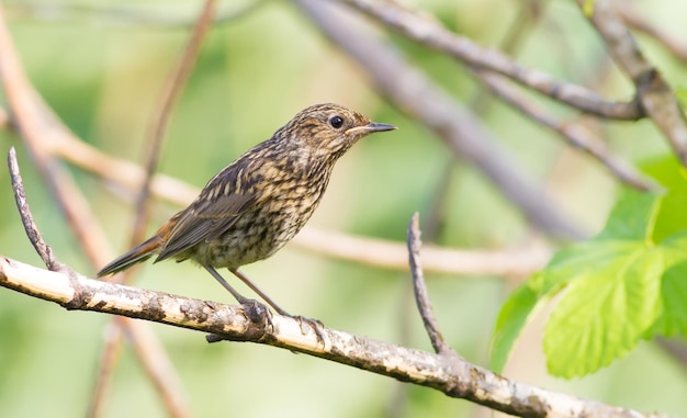 Bluethroat Luscinia svecica aninhado Um jovem pássaro um filhote senta-se em um galho de árvore perto do rio