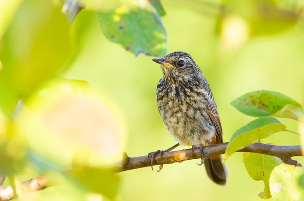 Bluethroat Luscinia svecica Chick sentado en una rama