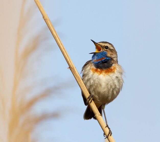 Bluethroat Luscinia svecica Closeup de um pássaro que o macho canta em um belo fundo