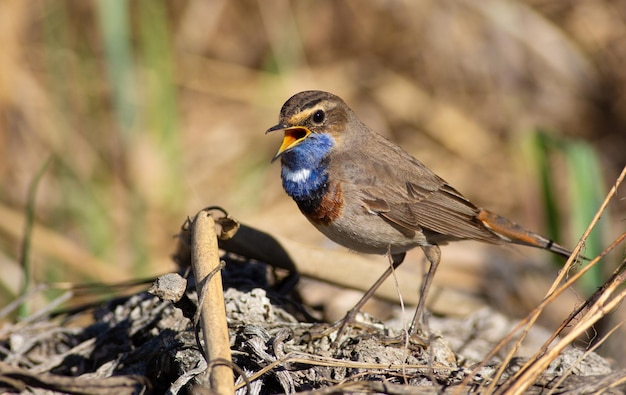 Bluethroat luscinia svecica cyanecula O pássaro vive em canaviais no rio De manhã ela anda pela terra em busca de comida e também canta uma bela canção