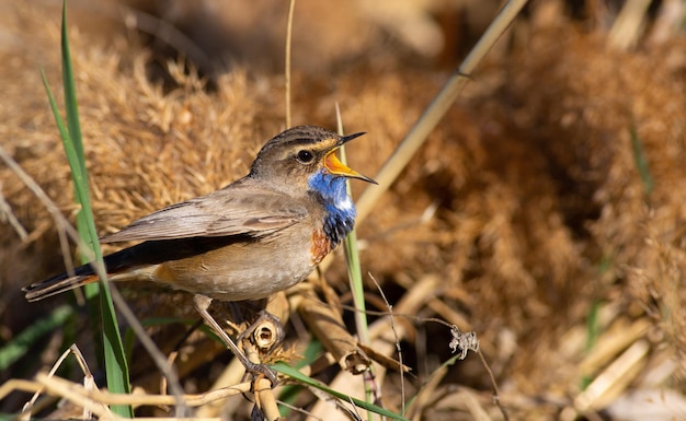 Bluethroat luscinia svecica cyanecula O pássaro vive em canaviais no rio De manhã ela se senta em um talo e canta