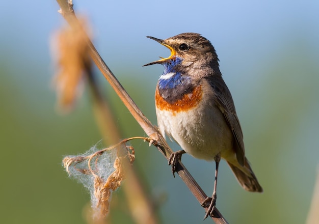 Bluethroat Luscinia svecica Cyanecula svecica No início da manhã o pássaro macho senta-se em um talo de uma planta e canta