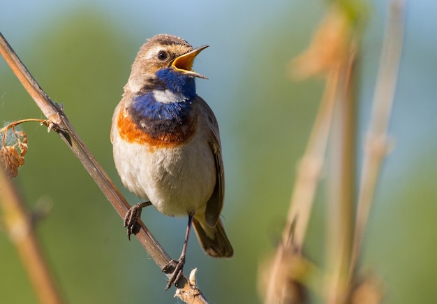 Bluethroat Luscinia svecica Cyanecula svecica Temprano en la mañana el pájaro macho se sienta en un tallo de una planta y canta